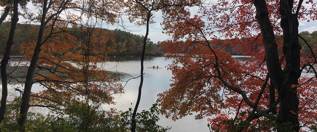 Fall foliage