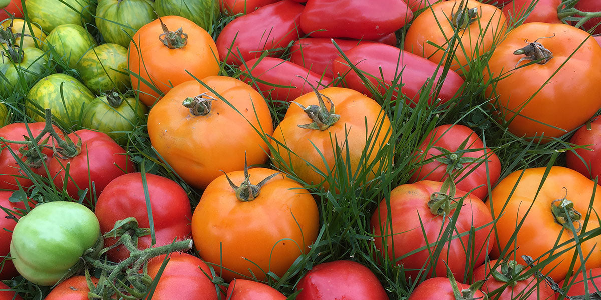 Colorful Fall Harvest